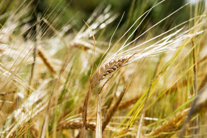 Wheat Background